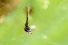Argyrodes argyrodes